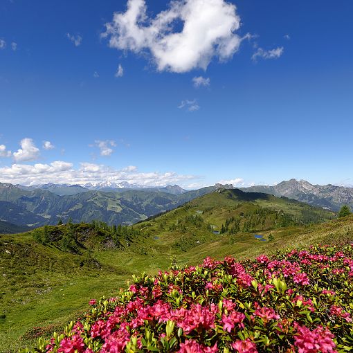 bergpanorama-troegseen-almrosen-2