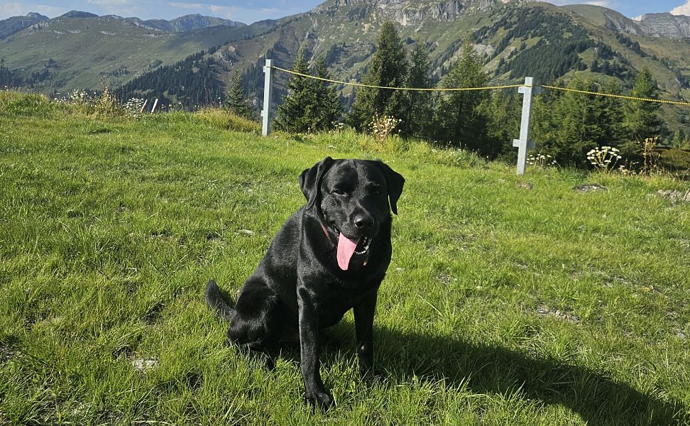 wandern-mit-hund